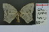  (Xeropteryx columbicola - RMNH.INS.13958)  @13 [ ] Unspecified (default): All Rights Reserved  Unspecified Unspecified
