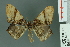  (Hypephyra brunneiplaga - RMNH.INS.13979)  @14 [ ] Unspecified (default): All Rights Reserved  Unspecified Unspecified