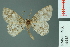  (Myrioblephara simplaria - RMNH.INS.14448)  @14 [ ] Unspecified (default): All Rights Reserved  Unspecified Unspecified