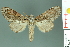  (Fentonia sumatrana - RMNH.INS.14496)  @14 [ ] Unspecified (default): All Rights Reserved  Unspecified Unspecified
