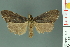  (Blakeia marmorata - RMNH.INS.14499)  @14 [ ] Unspecified (default): All Rights Reserved  Unspecified Unspecified