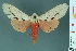  (Spilosoma groganae - RMNH.INS.14549)  @14 [ ] Unspecified (default): All Rights Reserved  Unspecified Unspecified