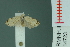  (Tortricosia blanda - RMNH.INS.14723)  @13 [ ] Unspecified (default): All Rights Reserved  Unspecified Unspecified