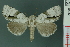  (Thalatha sinensis - RMNH.INS.19082)  @14 [ ] Unspecified (default): All Rights Reserved  Unspecified Unspecified