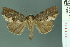  (Dipterygina dorsipallens - RMNH.INS.19102)  @14 [ ] Unspecified (default): All Rights Reserved  Unspecified Unspecified