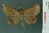  (Pterogonia nubes - RMNH.INS.19168)  @14 [ ] Unspecified (default): All Rights Reserved  Unspecified Unspecified