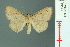  (Aglaopus decussata - RMNH.INS.19371)  @14 [ ] Unspecified (default): All Rights Reserved  Unspecified Unspecified