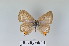  (Euchrysops barkeri - LepMala597)  @11 [ ] CreativeCommons - Attribution Non-Commercial Share-Alike (2016) NTNU University Museum, Department of Natural History NTNU University Museum, Department of Natural History
