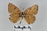  (Lepidochrysops neavei - LepMala615)  @11 [ ] CreativeCommons - Attribution Non-Commercial Share-Alike (2016) NTNU University Museum, Department of Natural History NTNU University Museum, Department of Natural History