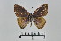  (Uranothauma antinorii - LepMala630)  @11 [ ] CreativeCommons - Attribution Non-Commercial Share-Alike (2016) NTNU University Museum, Department of Natural History NTNU University Museum, Department of Natural History