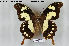  (Papilio pelodorus - LepMala108)  @14 [ ] CreativeCommons - Attribution Non-Commercial Share-Alike (2015) NTNU University Museum, Department of Natural History NTNU University Museum, Department of Natural History