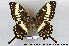  (Papilio ophidicephalus - LepMala109)  @14 [ ] CreativeCommons - Attribution Non-Commercial Share-Alike (2015) NTNU University Museum, Department of Natural History NTNU University Museum, Department of Natural History