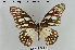  (Graphium leonidas - LepMala127)  @15 [ ] CreativeCommons - Attribution Non-Commercial Share-Alike (2015) NTNU University Museum, Department of Natural History NTNU University Museum, Department of Natural History