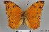  (Lachnoptera anticlia - LepMala238)  @12 [ ] CreativeCommons - Attribution Non-Commercial Share-Alike (2015) NTNU University Museum, Department of Natural History NTNU University Museum, Department of Natural History