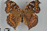  (Junonia - LepMala283)  @15 [ ] CreativeCommons - Attribution Non-Commercial Share-Alike (2015) NTNU University Museum, Department of Natural History NTNU University Museum, Department of Natural History