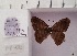  (Euptychia audacia - MB-0312)  @11 [ ] Copyright (2020) Mohamed Benmesbah Research collection of Mohamed Benmesbah