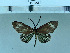  (Cyclosia papilionaris - IJ-688)  @11 [ ] CreativeCommons - Attribution Share-Alike (2022) Unspecified Biology Centre of the Czech Academy of Sciences, Institute of Entomology