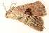  (Eubryopterella triangulata - BIOUG08651-G08)  @12 [ ] CreativeCommons - Attribution (2014) CBG Photography Group Centre for Biodiversity Genomics
