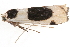  (Thysanoptyx oblonga - BIOUG09047-G04)  @12 [ ] CreativeCommons - Attribution (2014) CBG Photography Group Centre for Biodiversity Genomics