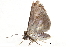  (Lophoptera transpallida - BIOUG09601-B05)  @12 [ ] CreativeCommons - Attribution (2014) CBG Photography Group Centre for Biodiversity Genomics