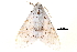  (Lymantria alexandrae - BIOUG12334-F03)  @14 [ ] CreativeCommons - Attribution (2014) CBG Photography Group Centre for Biodiversity Genomics