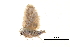  (Diduga ciliata - BIOUG14383-C02)  @13 [ ] CreativeCommons - Attribution (2014) CBG Photography Group Centre for Biodiversity Genomics