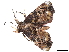  (Atacira angulata - BIOUG89969-G09)  @11 [ ] CreativeCommons - Attribution (2022) CBG Photography Group Centre for Biodiversity Genomics