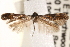  (Mompha sp. C - CCDB-22972-A02)  @11 [ ] CreativeCommons - Attribution (2014) CBG Photography Group Centre for Biodiversity Genomics