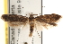  (Gelechiinae - CCDB-22972-G12)  @16 [ ] CreativeCommons - Attribution (2014) CBG Photography Group Centre for Biodiversity Genomics