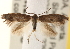  (Perittia cygnodiella - CCDB-22977-C05)  @13 [ ] CreativeCommons - Attribution (2014) CBG Photography Group Centre for Biodiversity Genomics