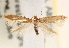 (Argyresthia laricella - CCDB-22978-B11)  @15 [ ] CreativeCommons - Attribution (2014) CBG Photography Group Centre for Biodiversity Genomics