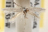  (Elachista aphyodes - CCDB-22978-C07)  @11 [ ] CreativeCommons - Attribution (2014) CBG Photography Group Centre for Biodiversity Genomics