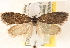  (Acleris lipsiana - CCDB-22978-F01)  @14 [ ] CreativeCommons - Attribution (2014) CBG Photography Group Centre for Biodiversity Genomics