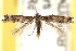  (Elachista tuorella - CCDB-23267-A01)  @15 [ ] CreativeCommons - Attribution (2014) CBG Photography Group Centre for Biodiversity Genomics