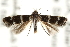  (Elachista miriella - CCDB-28538-C11)  @15 [ ] CreativeCommons - Attribution (2015) CBG Photography Group Centre for Biodiversity Genomics