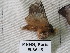  (Euglyphis fibra cayennensis - EL3615)  @13 [ ] CreativeCommons - Attribution (2015) Rodolphe Rougerie Muséum national d'Histoire Naturelle, Paris