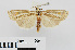  (Ancylolomia micropalpella - RMNH.INS.537995)  @13 [ ] CreativeCommons - Attribution Non-Commercial Share-Alike (2012) Unspecified Naturalis, Biodiversity Centre