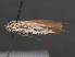  (Scythris valgella - RMNH.INS.537230)  @11 [ ] CreativeCommons - Attribution Non-Commercial Share-Alike (2012) Unspecified Naturalis, Biodiversity Centre