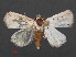  (Eublemma fastrei - RMNH.INS.537484)  @14 [ ] CreativeCommons - Attribution Non-Commercial Share-Alike (2012) Unspecified Naturalis, Biodiversity Centre