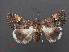  (Epharmottomena tenera - RMNH.INS.537516)  @13 [ ] CreativeCommons - Attribution Non-Commercial Share-Alike (2012) Unspecified Naturalis, Biodiversity Centre