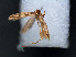  (Ceratobia irakella - RMNH.INS.537628)  @12 [ ] CreativeCommons - Attribution Non-Commercial Share-Alike (2012) Unspecified Naturalis, Biodiversity Centre