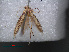  (Anatrachyntis vanharteni - RMNH.INS.537738)  @12 [ ] CreativeCommons - Attribution Non-Commercial Share-Alike (2012) Unspecified Naturalis, Biodiversity Centre