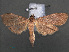  ( - RMNH.INS.538018)  @14 [ ] CreativeCommons - Attribution Non-Commercial Share-Alike (2012) Unspecified Naturalis, Biodiversity Centre