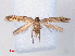  (Gelechiinae_gen sp. ABY0761 - RMNH.INS.540579)  @13 [ ] CreativeCommons - Attribution Non-Commercial Share-Alike (2012) Unspecified Naturalis, Biodiversity Centre