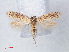  (Ephysteris sp. ABX9470 - RMNH.INS.543761)  @13 [ ] CreativeCommons - Attribution Non-Commercial Share-Alike (2012) Unspecified Naturalis, Biodiversity Centre