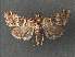  (Arsenaria hyrcanalis - RMNH.INS.543946)  @13 [ ] CreativeCommons - Attribution Non-Commercial Share-Alike (2012) Unspecified Naturalis, Biodiversity Centre