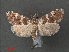  (Stiphrometasia sp. ABX8975 - RMNH.INS.543948)  @13 [ ] CreativeCommons - Attribution Non-Commercial Share-Alike (2012) Unspecified Naturalis, Biodiversity Centre