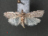  (Phycitinae_genus sp. AAN8814 - RMNH.INS.543969)  @14 [ ] CreativeCommons - Attribution Non-Commercial Share-Alike (2012) Unspecified Naturalis, Biodiversity Centre