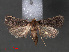  ( - RMNH.INS.544072)  @13 [ ] CreativeCommons - Attribution Non-Commercial Share-Alike (2012) Unspecified Naturalis, Biodiversity Centre
