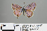  ( - RMNH.INS.544187)  @13 [ ] CreativeCommons - Attribution Non-Commercial Share-Alike (2012) Unspecified Naturalis, Biodiversity Centre